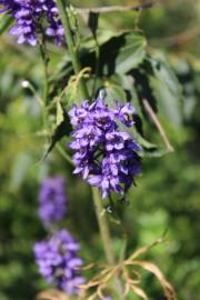 Fotografia da espécie Delphinium bolosii