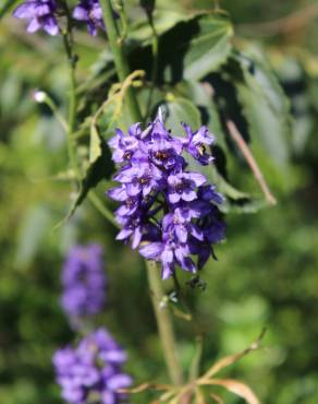 Fotografia 5 da espécie Delphinium bolosii no Jardim Botânico UTAD