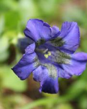 Fotografia da espécie Gentiana angustifolia