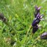 Fotografia 5 da espécie Gentiana angustifolia subesp. angustifolia do Jardim Botânico UTAD