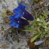 Fotografia 8 da espécie Gentiana angustifolia subesp. angustifolia do Jardim Botânico UTAD