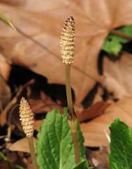 Equisetum arvense