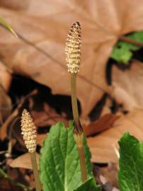 Fotografia da espécie Equisetum arvense