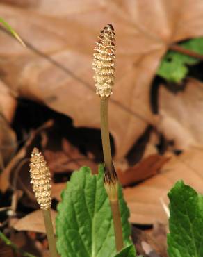 Fotografia 1 da espécie Equisetum arvense no Jardim Botânico UTAD