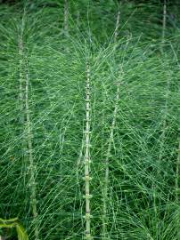 Fotografia da espécie Equisetum telmateia