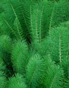 Fotografia 4 da espécie Equisetum telmateia no Jardim Botânico UTAD