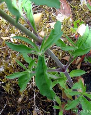Fotografia 3 da espécie Silene nutans subesp. nutans no Jardim Botânico UTAD