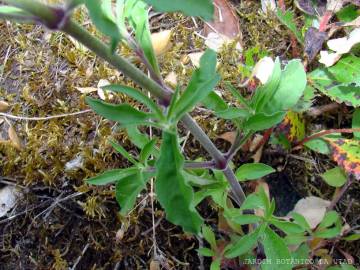 Fotografia da espécie Silene nutans subesp. nutans