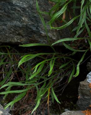 Fotografia 4 da espécie Asplenium septentrionale no Jardim Botânico UTAD