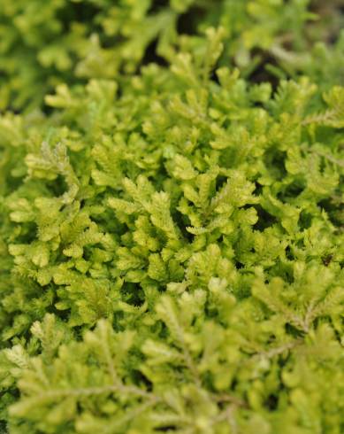 Fotografia de capa Selaginella kraussiana - do Jardim Botânico