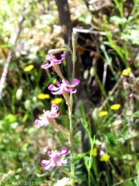 Fotografia da espécie Silene scabriflora subesp. scabriflora