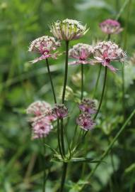 Fotografia da espécie Astrantia major