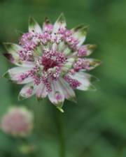 Fotografia da espécie Astrantia major