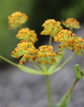 Fotografia 3 da espécie Bupleurum falcatum no Jardim Botânico UTAD