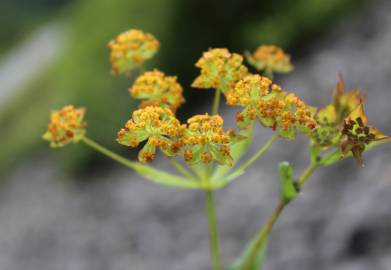 Fotografia da espécie Bupleurum falcatum
