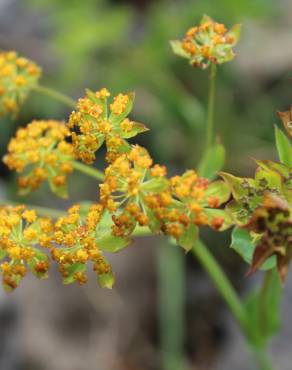 Fotografia 1 da espécie Bupleurum falcatum no Jardim Botânico UTAD