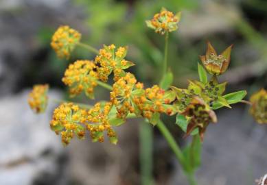 Fotografia da espécie Bupleurum falcatum