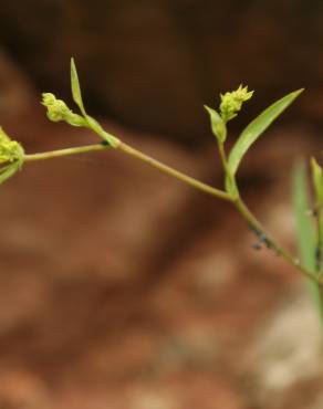 Fotografia 4 da espécie Bupleurum falcatum no Jardim Botânico UTAD