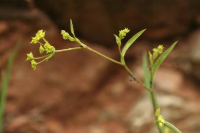 Fotografia da espécie Bupleurum falcatum