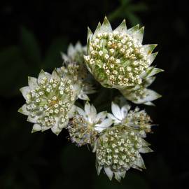 Fotografia da espécie Astrantia major