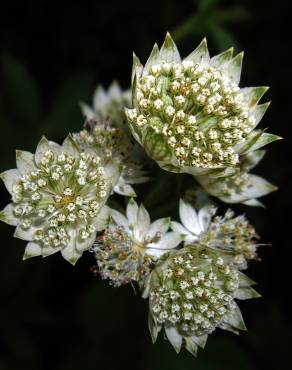 Fotografia 5 da espécie Astrantia major no Jardim Botânico UTAD