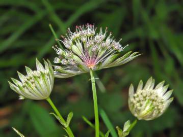 Fotografia da espécie Astrantia major