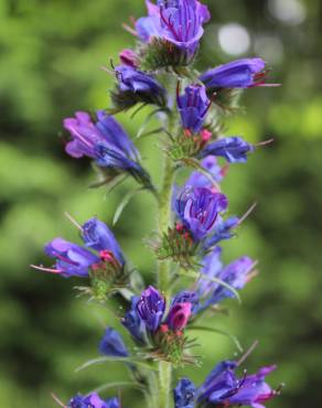 Fotografia 5 da espécie Echium vulgare subesp. vulgare no Jardim Botânico UTAD