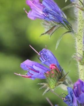 Fotografia 6 da espécie Echium vulgare subesp. vulgare no Jardim Botânico UTAD