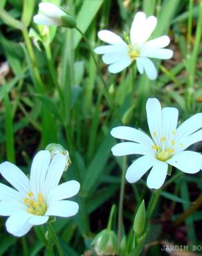 Fotografia 3 da espécie Stellaria graminea no Jardim Botânico UTAD