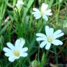 Fotografia 3 da espécie Stellaria graminea do Jardim Botânico UTAD