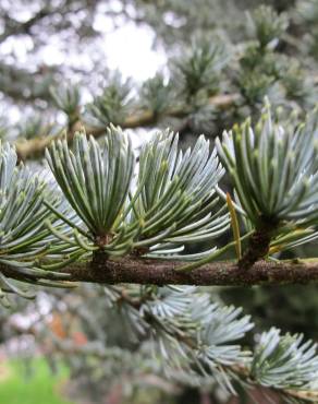 Fotografia 1 da espécie Cedrus atlantica var. Glauca no Jardim Botânico UTAD