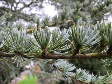 Fotografia da espécie Cedrus atlantica var. Glauca