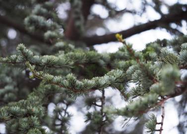 Fotografia da espécie Cedrus atlantica var. Glauca