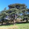 Fotografia 3 da espécie Cedrus atlantica var. Glauca do Jardim Botânico UTAD