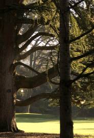 Fotografia da espécie Cedrus libani subesp. libani