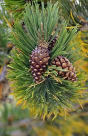 Fotografia da espécie Pinus uncinata