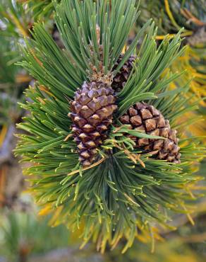Fotografia 2 da espécie Pinus uncinata no Jardim Botânico UTAD