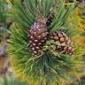 Fotografia 2 da espécie Pinus uncinata do Jardim Botânico UTAD