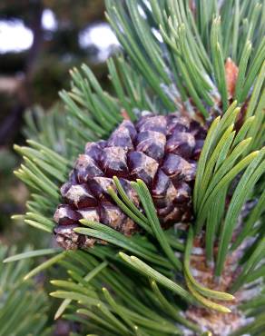 Fotografia 3 da espécie Pinus uncinata no Jardim Botânico UTAD
