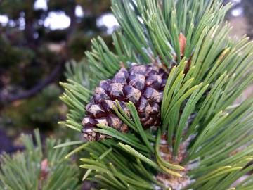 Fotografia da espécie Pinus uncinata