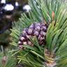 Fotografia 3 da espécie Pinus uncinata do Jardim Botânico UTAD