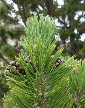 Fotografia 4 da espécie Pinus uncinata no Jardim Botânico UTAD