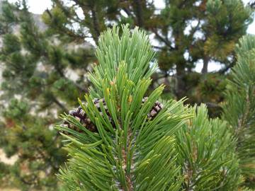 Fotografia da espécie Pinus uncinata