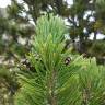 Fotografia 4 da espécie Pinus uncinata do Jardim Botânico UTAD
