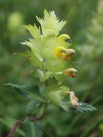 Fotografia da espécie Rhinanthus burnatii