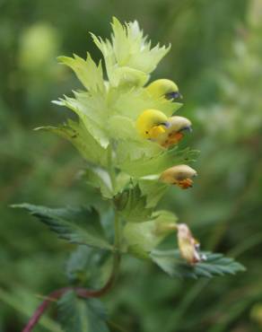 Fotografia 1 da espécie Rhinanthus burnatii no Jardim Botânico UTAD