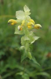 Fotografia da espécie Rhinanthus burnatii