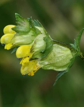 Fotografia 3 da espécie Rhinanthus minor no Jardim Botânico UTAD