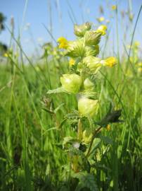 Fotografia da espécie Rhinanthus minor