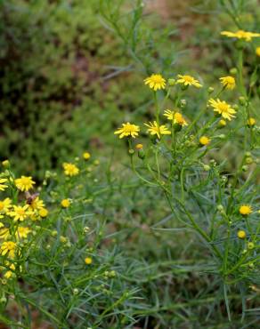 Fotografia 3 da espécie Senecio inaequidens no Jardim Botânico UTAD